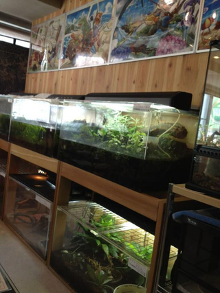 Illustration for article titled A Look Inside Japan's Reptile Cafes